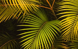 Картинка листья, пальма, зеленый