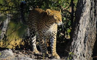 Картинка леопард, хищник, большая кошка