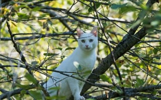 Картинка кот, белый, дерево