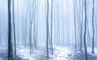 Картинка лес, снег, туман