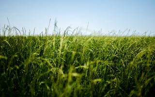 Обои поле, трава, зеленый
