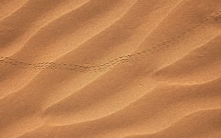 Обои песок, пустыня, след