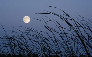 Картинка луна, вечер, трава