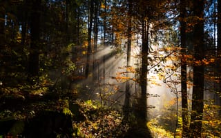 Картинка лес, лучи солнца, деревья