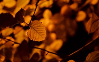 Картинка осень, лист, береза