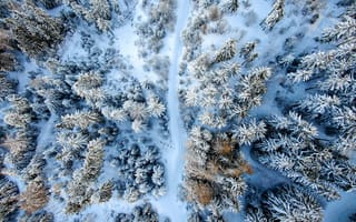 Обои зимний лес, дорога, вид сверху
