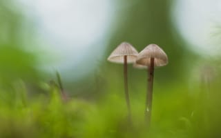 Картинка грибы, макро, мох
