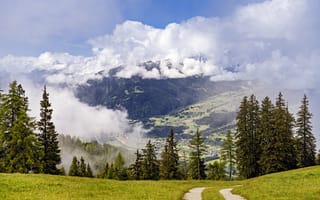 Картинка тропа, елки, лес