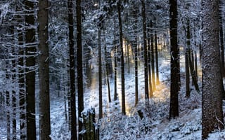 Картинка зимний лес, деревья, лучи