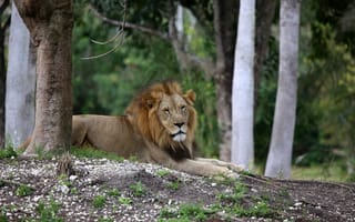 Картинка лев, большая кошка, царь зверей