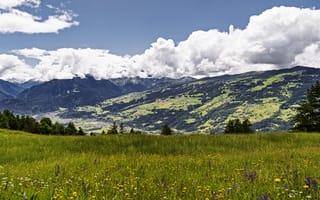 Картинка холмы, поле, деревья