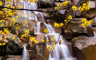 Картинка водопад, ветки, листья