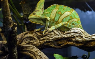 Обои хамелеон, рептилия, зеленый