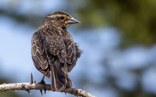 Картинка птица, ветка, перья