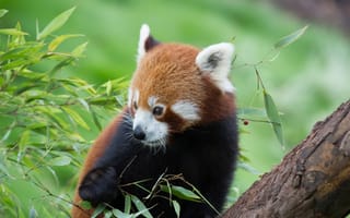 Обои красная панда, бамбук, милый