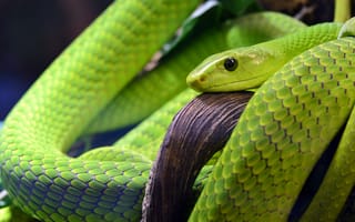 Картинка змея, чешуя, зеленый