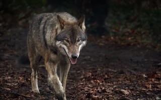 Картинка волк, высунутый язык, хищник