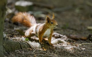 Картинка белка, животное, рыжий