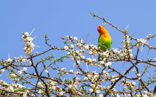 Обои попугай, разноцветный, ветки