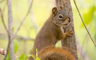 Картинка белка, грызун, милый