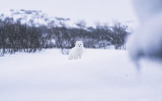 Картинка писец, зверь, снег