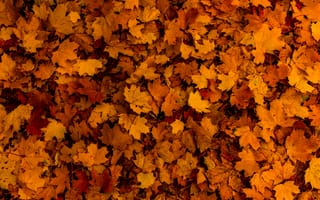 Картинка листья, осень, желтый