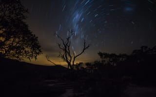 Картинка дерево, ночь, звездное небо