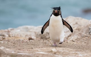 Картинка пингвин, животное, забавный