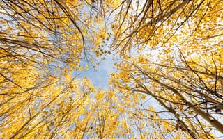 Картинка деревья, вид снизу, осень