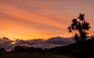 Картинка пальма, дерево, закат
