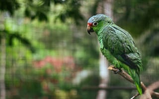 Картинка попугай, разноцветный, птица