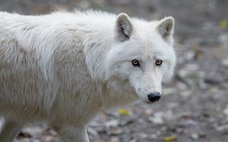 Картинка волк, хищник, белый