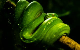 Картинка змея, зеленый, пресмыкающееся