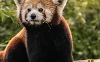 Картинка красная панда, милый, животное