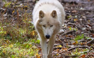 Картинка волк, белый, хищник