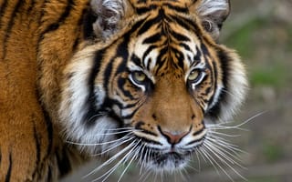 Картинка тигр, морда, полосатый