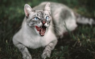 Картинка кот, высунутый язык, морда
