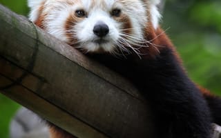 Картинка красная панда, милый, морда