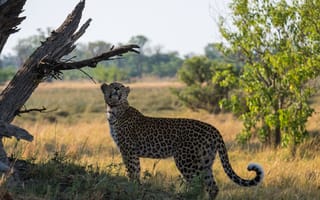 Картинка леопард, большая кошка, трава