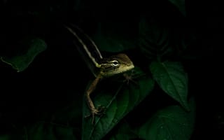 Картинка ящерица, рептилия, листья