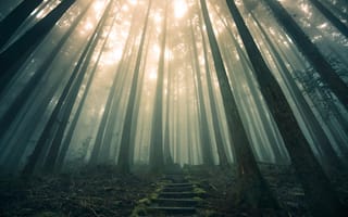 Картинка лес, лестница, туман