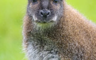 Картинка кенгуру, животное, детеныш