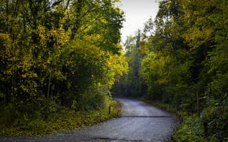 Картинка дорога, листва, деревья