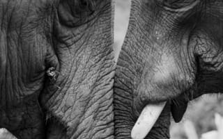 Картинка слоны, любовь, чб