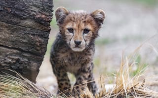 Картинка гепард, детеныш, животное