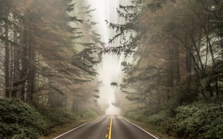 Обои дорога, лес, туман