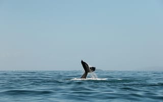 Картинка кит, хвост, брызги