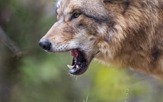 Картинка волк, хищник, взгляд