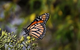 Картинка бабочка монарх, бабочка, коричневый