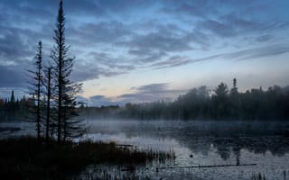 Картинка болото, деревья, туман